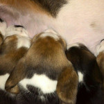 beagle-puppies-061215-1