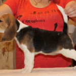 beagle-puppies-061215-11