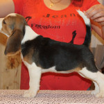 beagle-puppies-061215-12