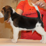 beagle-puppies-061215-3