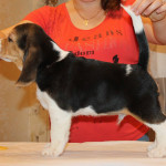 beagle-puppies-061215-4