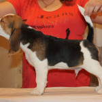 beagle-puppies-061215-5