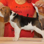 beagle-puppies-061215-6