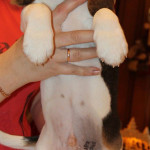 beagle-puppies-061215-8